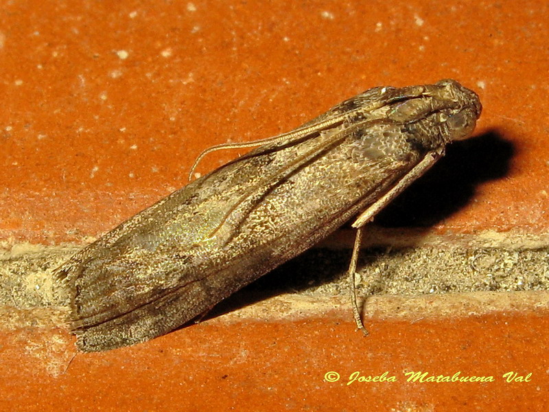 Pyralidae da id.: Apomyelois ceratoniae - Pyralidae  (Cfr)